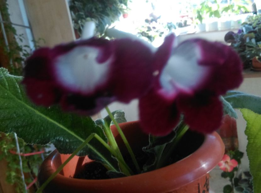  - streptocarpusi 2017