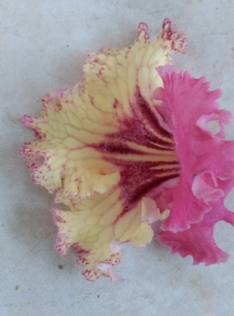  - streptocarpusi 2017