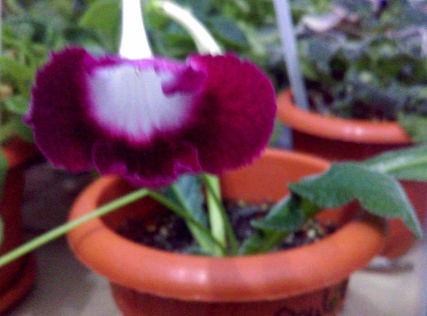  - streptocarpusi 2017