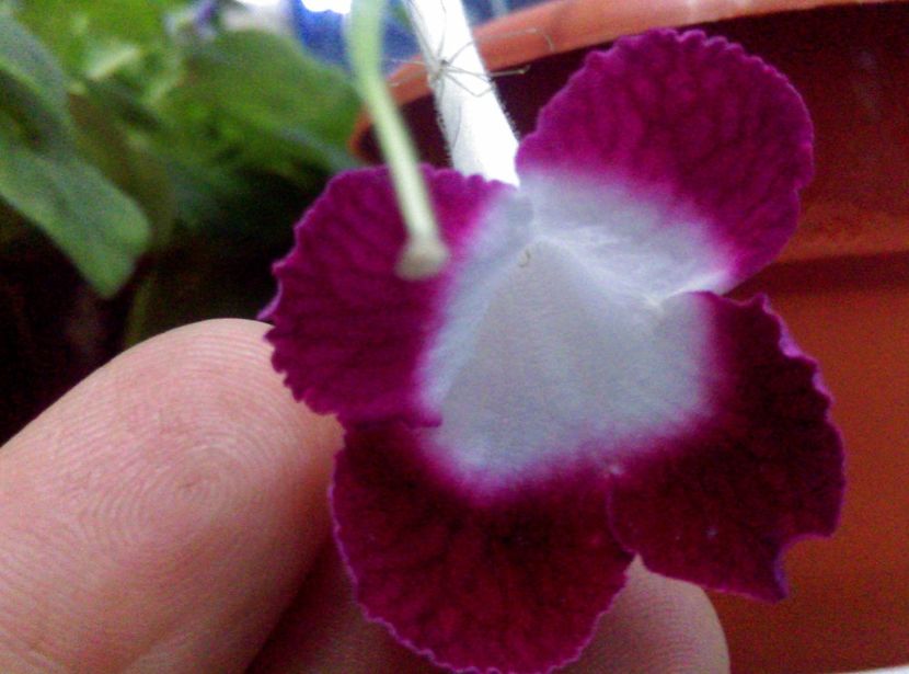  - streptocarpusi 2017