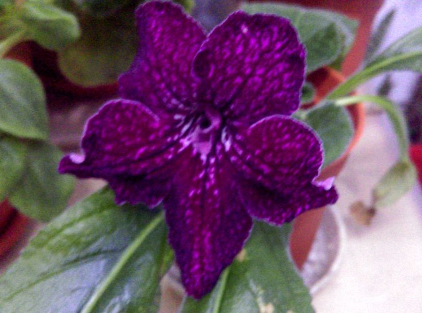  - streptocarpusi 2017