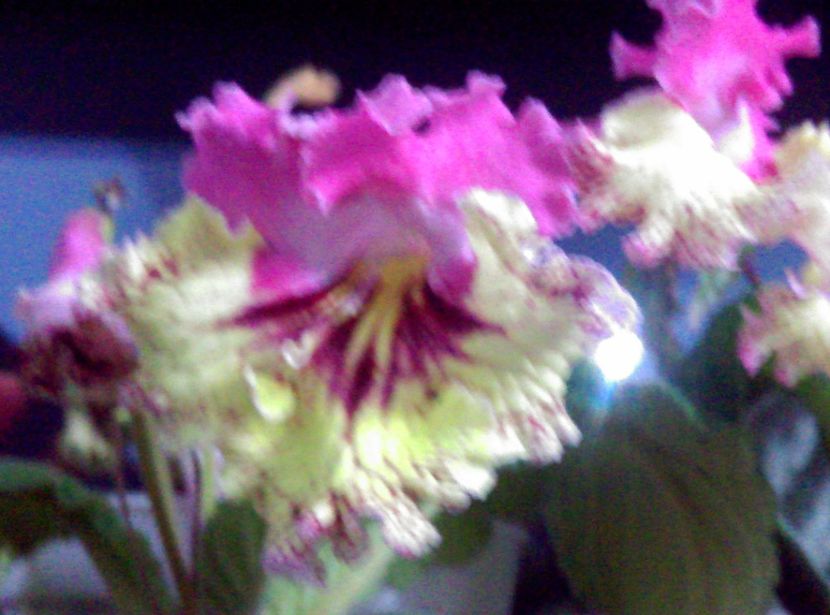  - streptocarpusi 2017