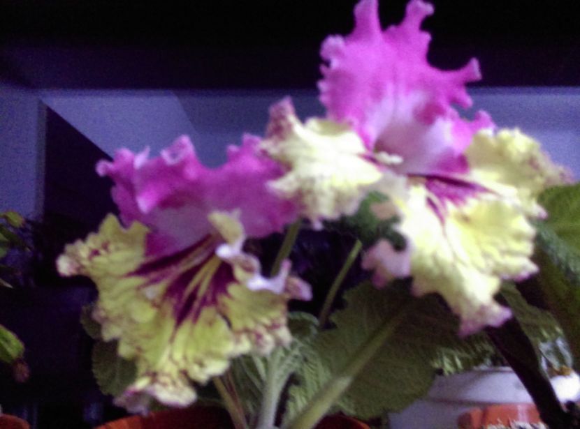  - streptocarpusi 2017