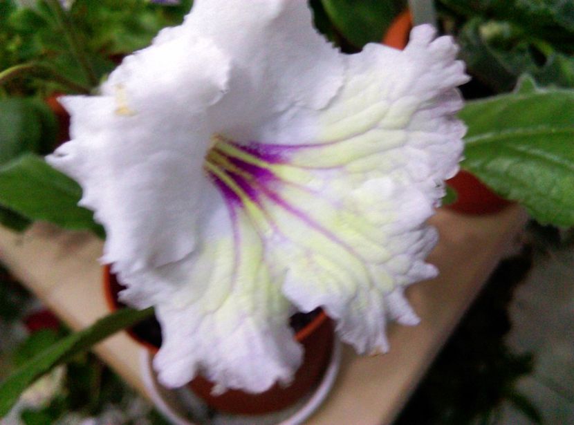  - streptocarpusi 2017