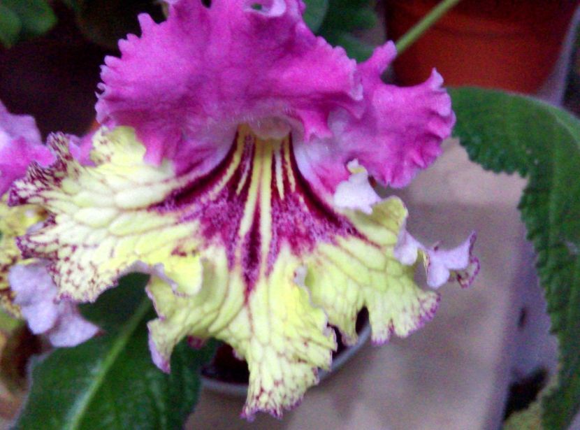  - streptocarpusi 2017