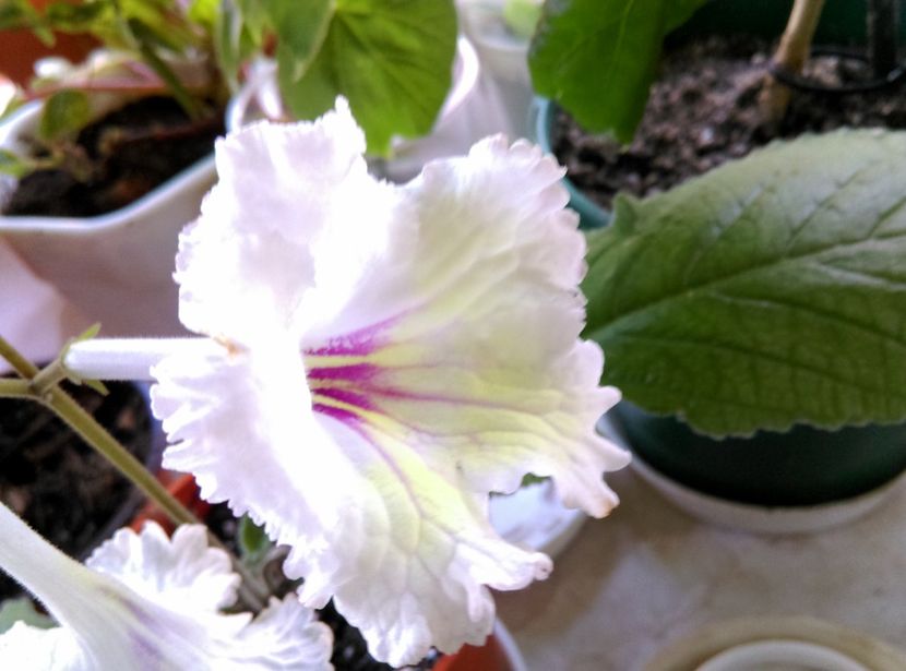  - streptocarpusi 2017