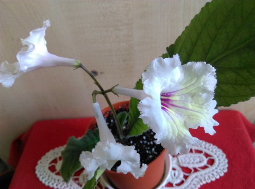  - streptocarpusi 2017