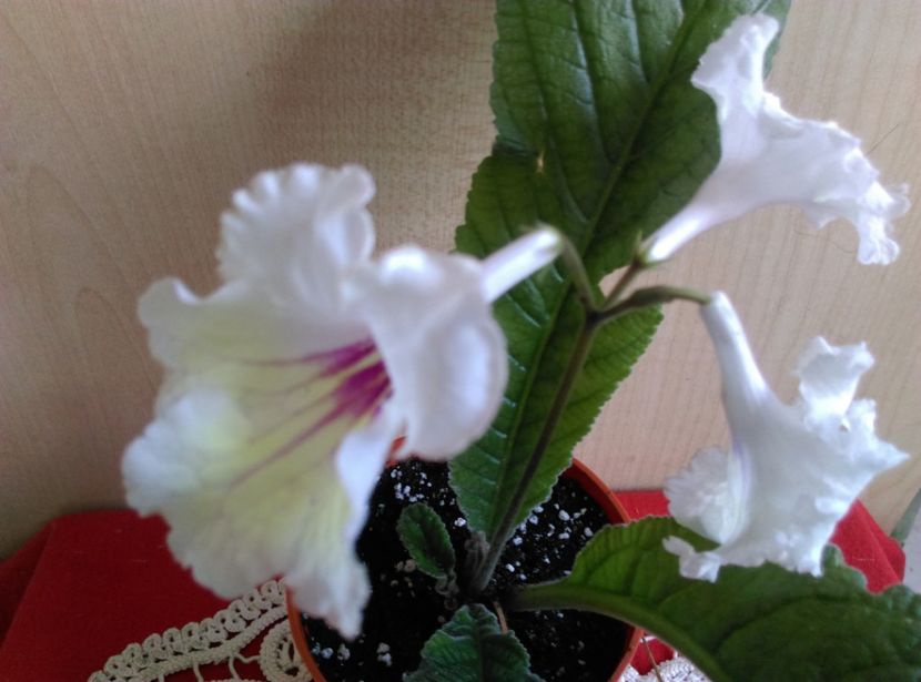  - streptocarpusi 2017