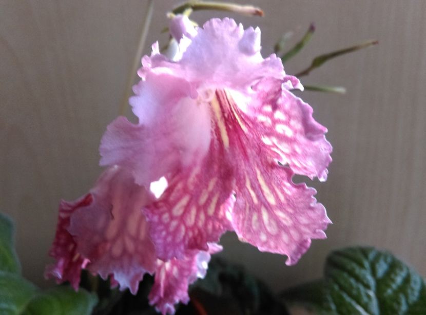  - streptocarpusi 2017