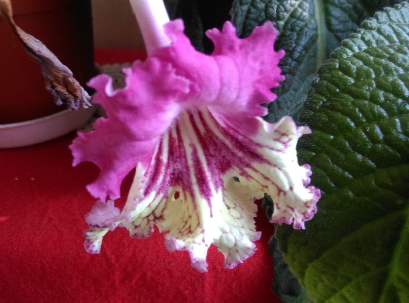  - streptocarpusi 2017