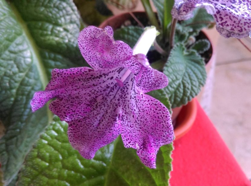  - streptocarpusi 2017