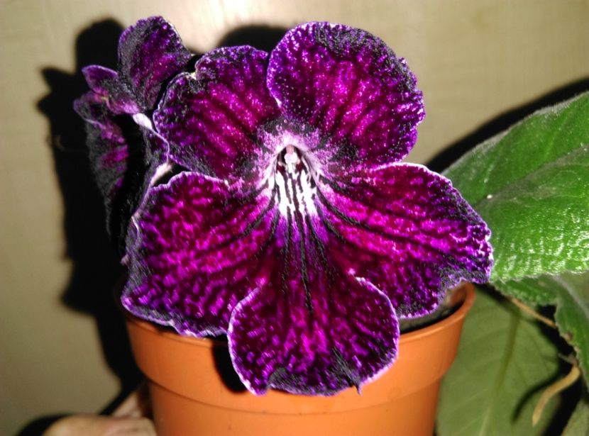  - streptocarpusi 2017