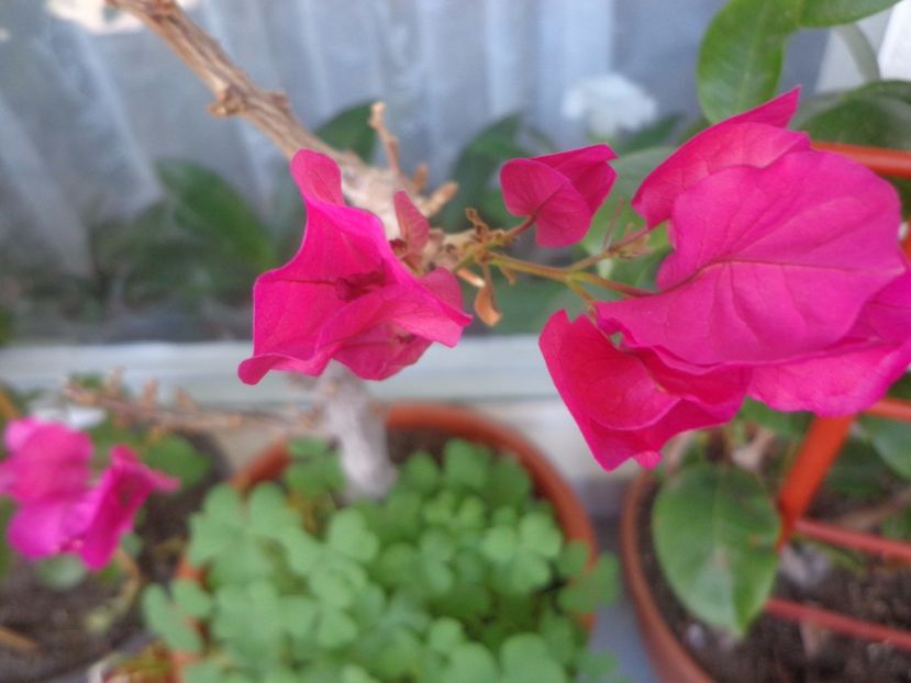Bougainvillea - Argumente