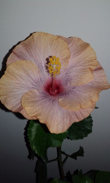  - Hibiscus DPs Emerald Rose