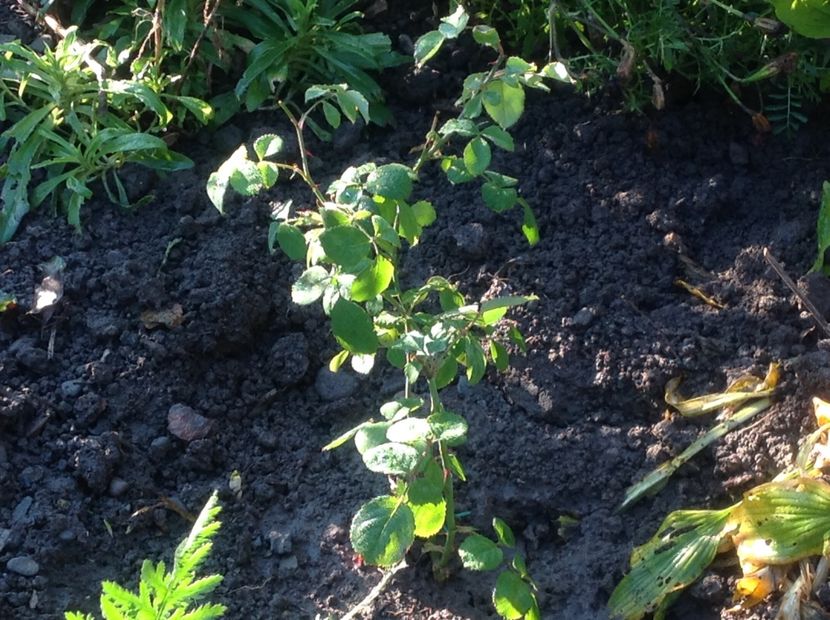  - Princess Alexandra of Kent