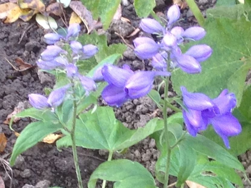  - Delphinium un nou inceput