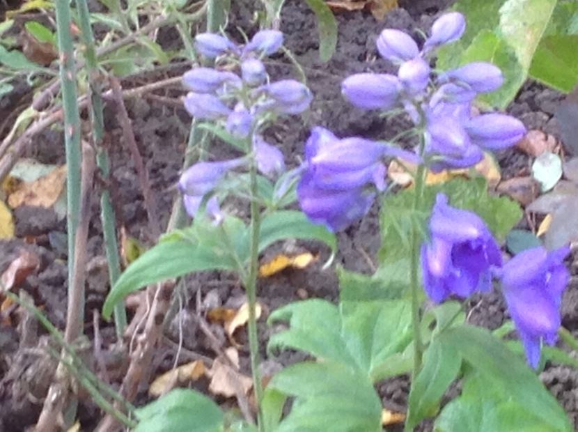  - Delphinium un nou inceput