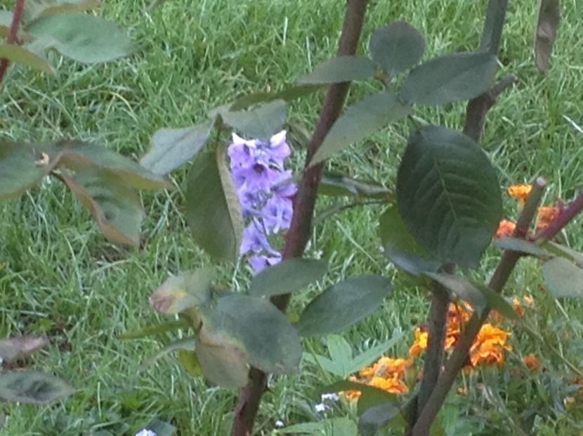  - Delphinium un nou inceput