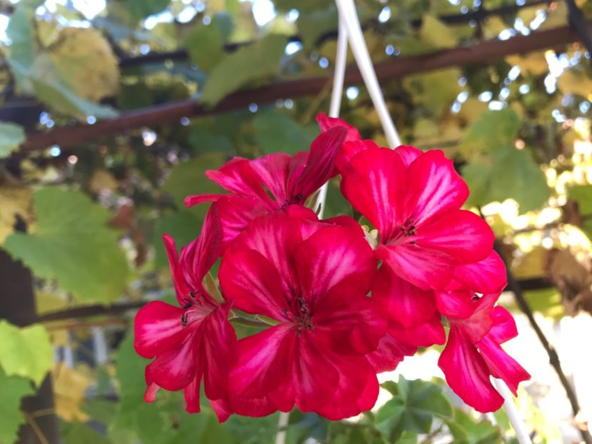 C7C27C11-1643-4844-9D47-CBDFEBF5EE33 - Muscate