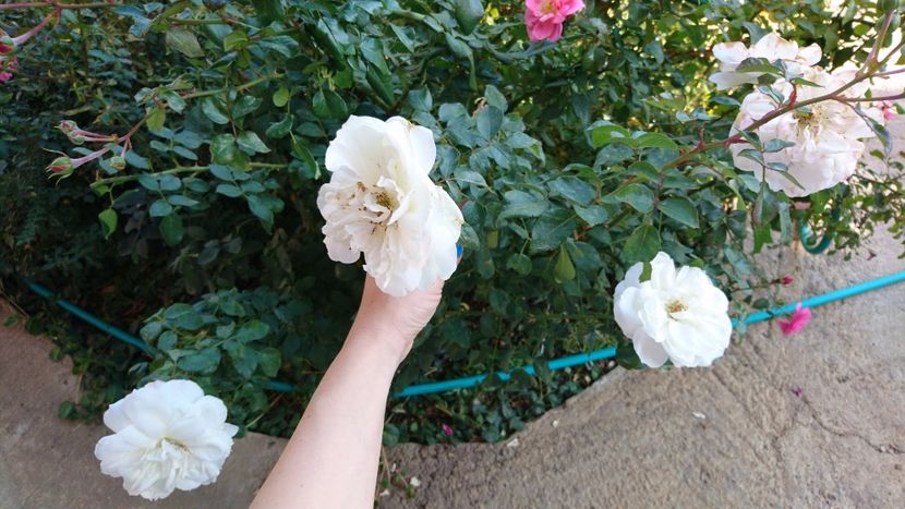  - Uetersener klosterrose- urcator