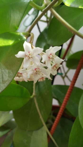 Hoya australis 2 - Hoya australis