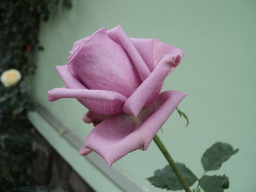 19 oct 2017 Indigoletta ? - TRANDAFIRI