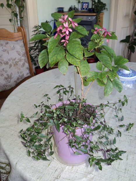 liliac de camera , oct 2017 pierdut - FLORI DE CAMERĂ