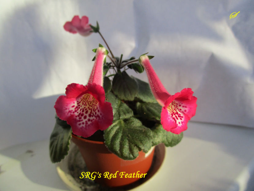 SRG s  Red Feather(20-10-2017) - Sinningii 2017