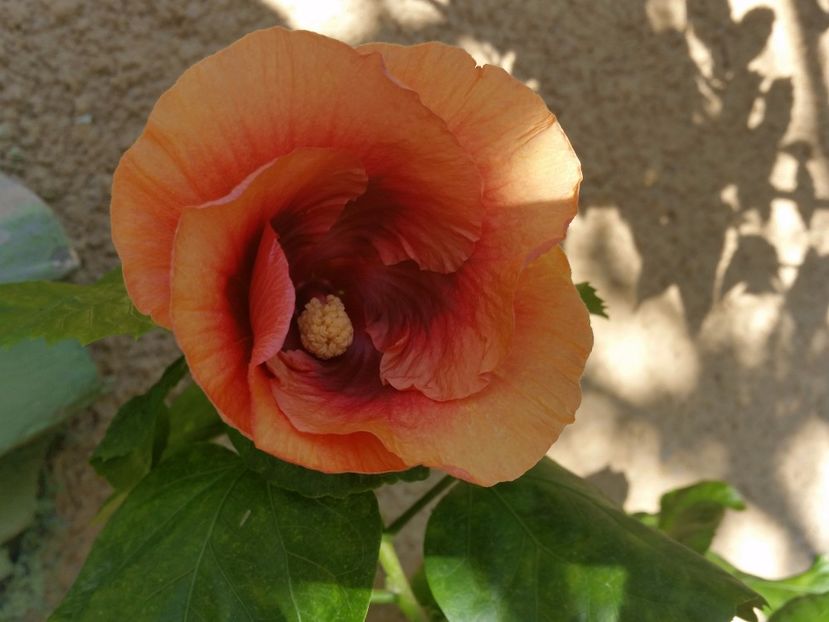  - Tahitian Pretty Boy