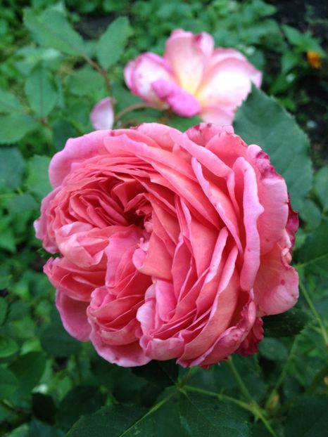 image - Trandafiri 2017