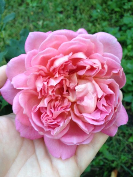 image - Trandafiri 2017