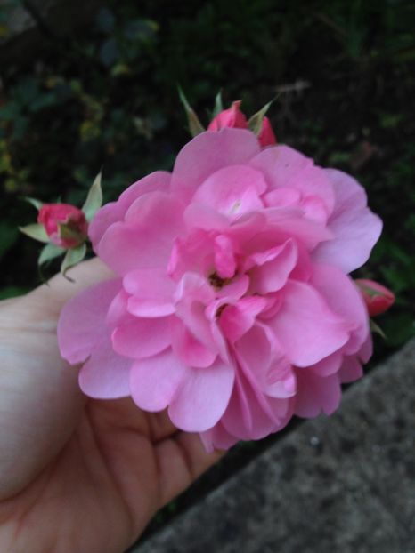 image - Trandafiri 2017