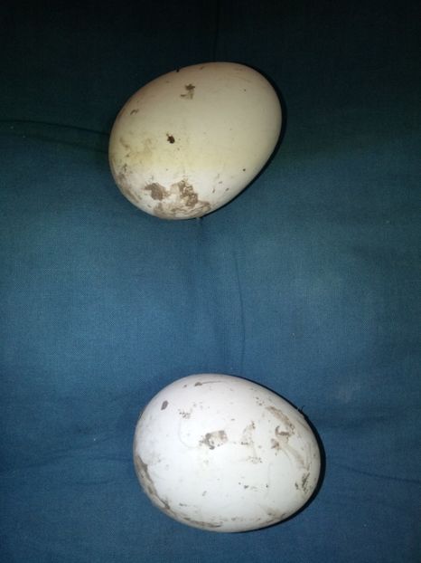 18 și 20 octombrie - B2 - Gaste Africane si Chinezesti