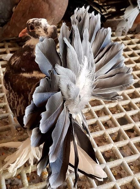  - 20_INDIAN FANTAIL MATCA-2018-2021