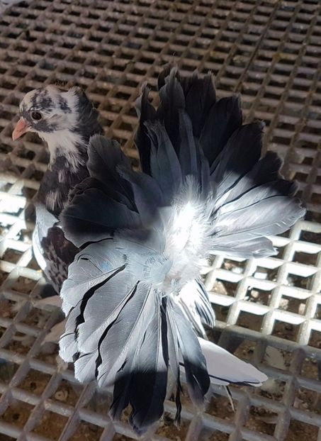  - 20_INDIAN FANTAIL MATCA-2018-2021