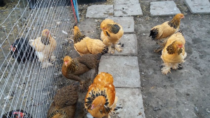  - Brahma Varietăţii pt 2018