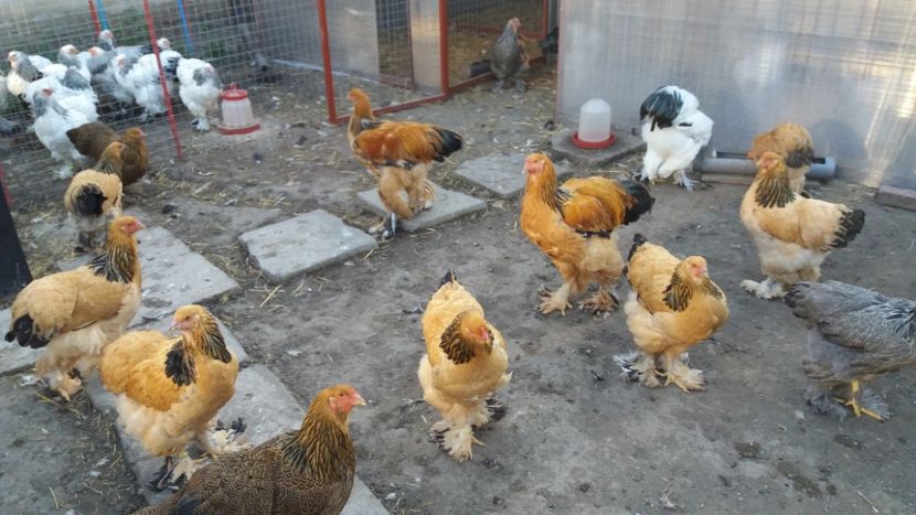  - Brahma Varietăţii pt 2018