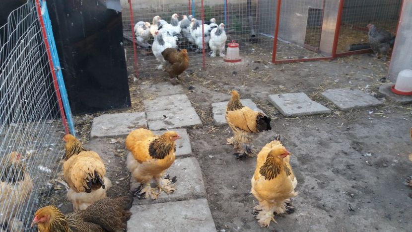  - Brahma Varietăţii pt 2018