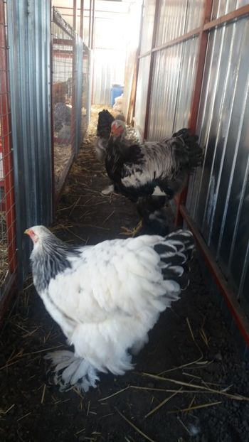  - Brahma Varietăţii pt 2018