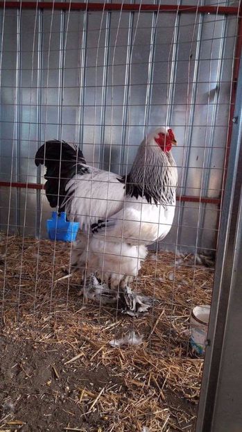 received_2387521178139840 - Brahma Varietăţii pt 2018