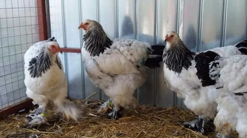  - Brahma Varietăţii pt 2018