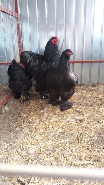  - Brahma Varietăţii pt 2018