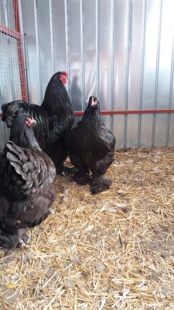  - Brahma Varietăţii pt 2018