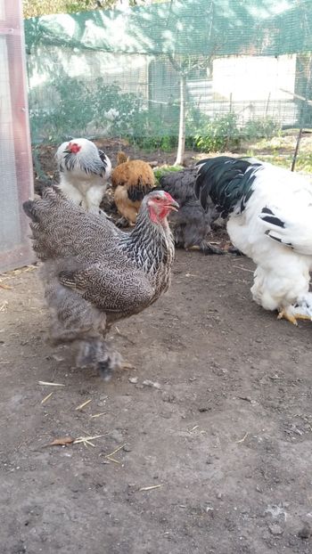  - Brahma Varietăţii pt 2018