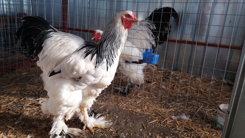  - Brahma Varietăţii pt 2018