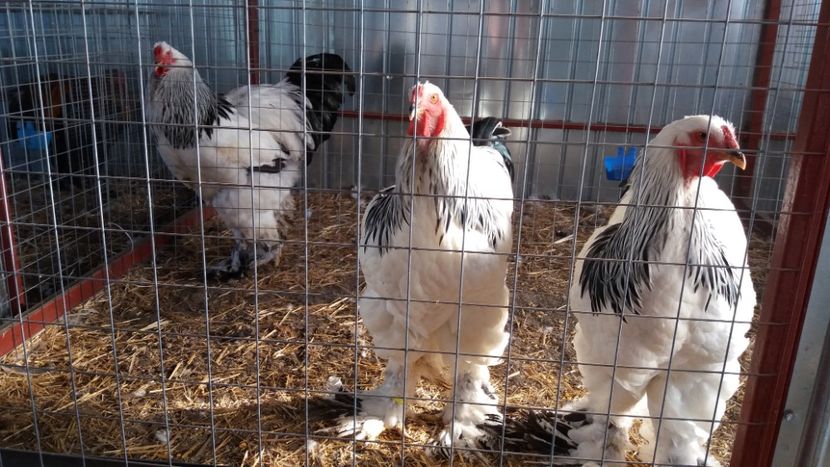  - Brahma Varietăţii pt 2018