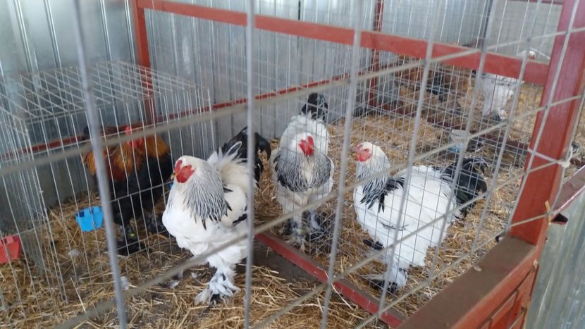  - Brahma Varietăţii pt 2018