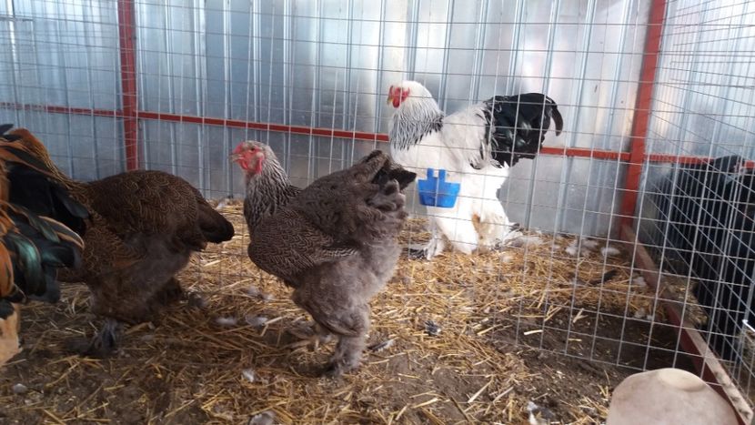  - Brahma Varietăţii pt 2018