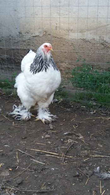  - Brahma Varietăţii pt 2018