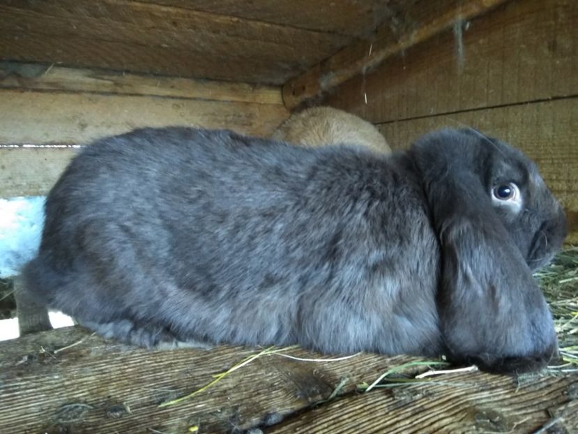  - pui si adulti matci de vanazre 2018TRIMIT IN TARA